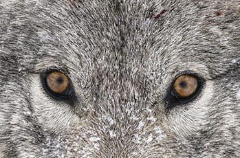 [EXPO PHOTO] : Dorota et Bruno Sénéchal – « Mahikan – Les Loups Sauvages du Grand Nord Canadien »