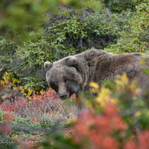 Alaska la dernière frontière