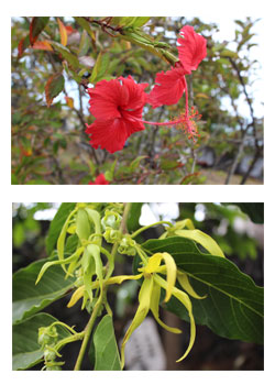 La Faune et la Flore aux Comores